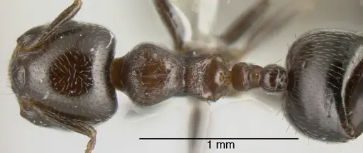 Crematogaster torosa specimen CASENT0625399 image casent0625399_1