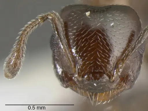 Crematogaster torosa specimen CASENT0625399 image casent0625399_2
