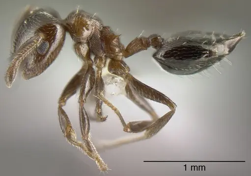 Crematogaster torosa specimen CASENT0625399 image casent0625399_3