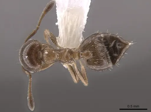 Crematogaster torosa specimen CASENT0637880 image casent0637880_1