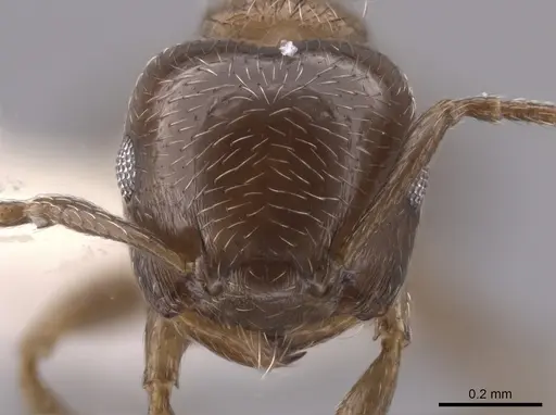 Crematogaster torosa specimen CASENT0637880 image casent0637880_2