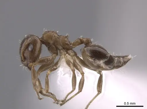 Crematogaster torosa specimen CASENT0637880 image casent0637880_3