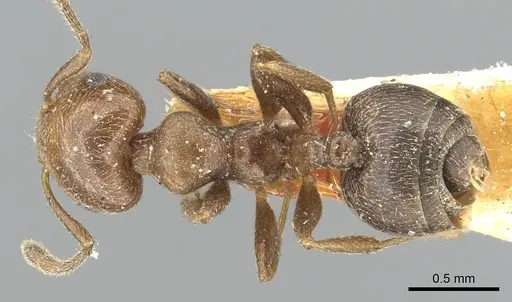Crematogaster torosa specimen CASENT0902161 image casent0902161_1