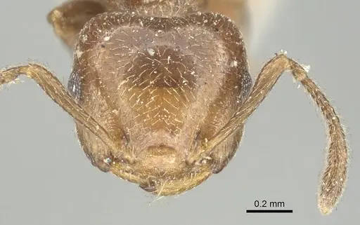 Crematogaster torosa specimen CASENT0902161 image casent0902161_2