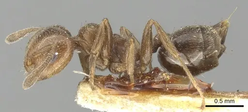 Crematogaster torosa specimen CASENT0902161 image casent0902161_3
