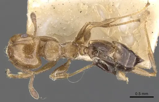 Crematogaster torosa specimen CASENT0902169 image casent0902169_1