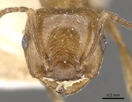 Crematogaster torosa specimen CASENT0902169 image casent0902169_2
