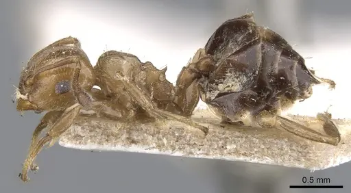 Crematogaster torosa specimen CASENT0902169 image casent0902169_3
