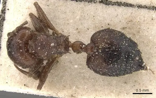Crematogaster torosa specimen CASENT0908405 image casent0908405_1