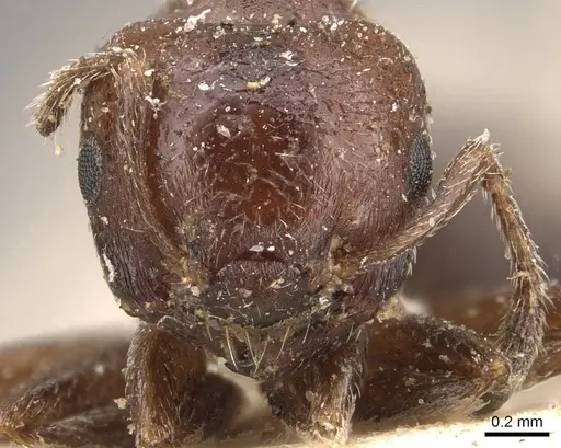Crematogaster torosa specimen CASENT0908405 image casent0908405_2