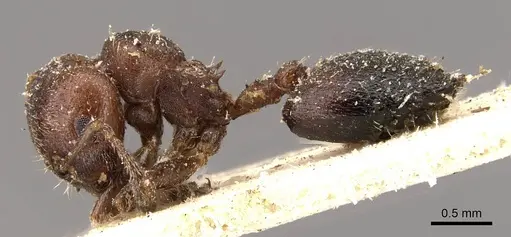 Crematogaster torosa specimen CASENT0908405 image casent0908405_3