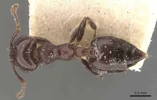 Crematogaster torosa specimen CASENT0908406 image casent0908406_1