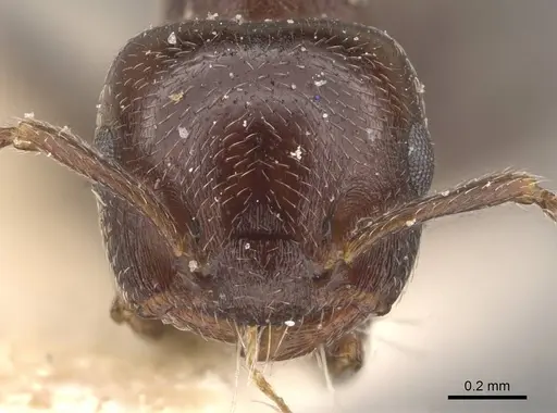 Crematogaster torosa specimen CASENT0908406 image casent0908406_2