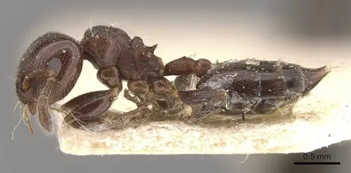 Crematogaster torosa specimen CASENT0908406 image casent0908406_3