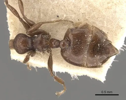 Crematogaster torosa specimen CASENT0908407 image casent0908407_1