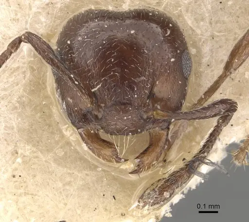 Crematogaster torosa specimen CASENT0908407 image casent0908407_2