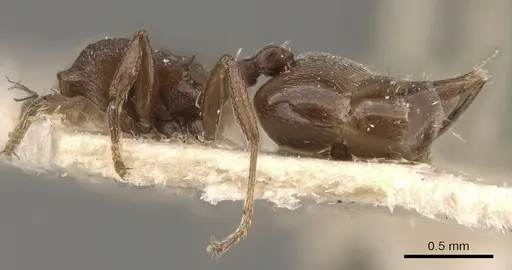 Crematogaster torosa specimen CASENT0908407 image casent0908407_3