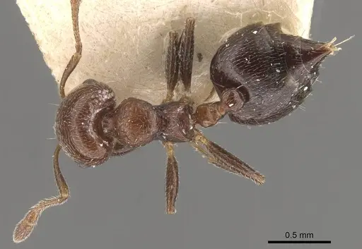 Crematogaster torosa specimen CASENT0908408 image casent0908408_1