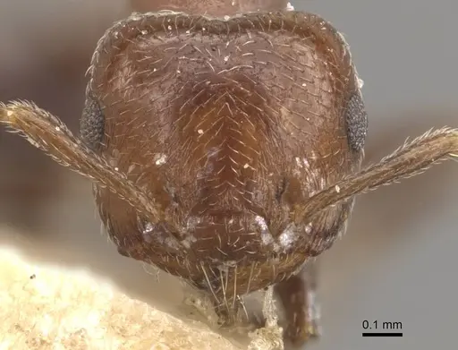 Crematogaster torosa specimen CASENT0908408 image casent0908408_2