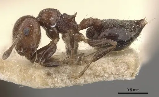 Crematogaster torosa specimen CASENT0908408 image casent0908408_3