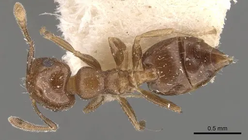 Crematogaster torosa specimen CASENT0908409 image casent0908409_1