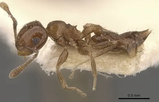 Crematogaster torosa specimen CASENT0908409 image casent0908409_3
