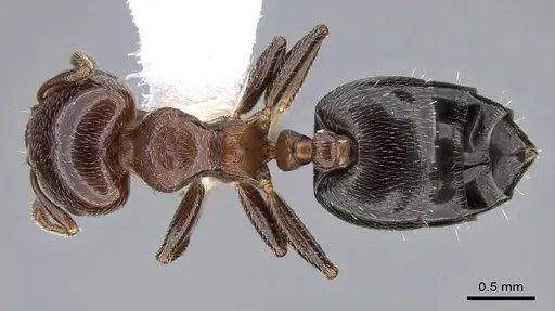 Crematogaster torosa specimen CASENT0914649 image casent0914649_1