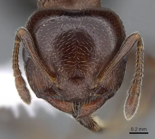 Crematogaster torosa specimen CASENT0914649 image casent0914649_2