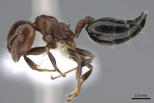 Crematogaster torosa specimen CASENT0914649 image casent0914649_3