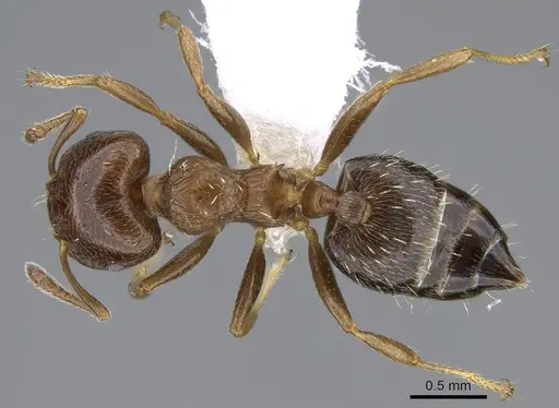 Crematogaster torosa specimen CASENT0914650 image casent0914650_1