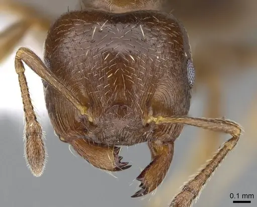 Crematogaster torosa specimen CASENT0914650 image casent0914650_2
