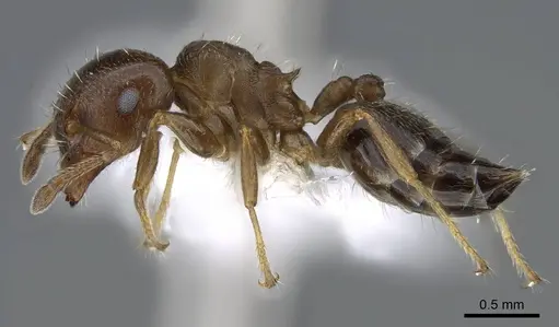 Crematogaster torosa specimen CASENT0914650 image casent0914650_3