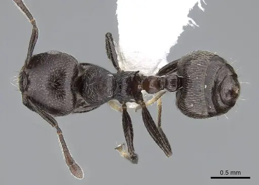 Crematogaster torosa specimen CASENT0914651 image casent0914651_1
