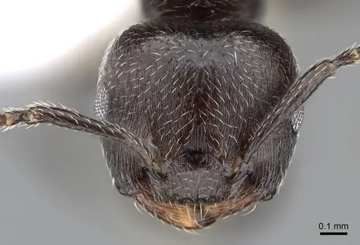 Crematogaster torosa specimen CASENT0914651 image casent0914651_2