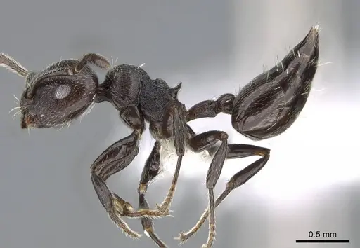 Crematogaster torosa specimen CASENT0914651 image casent0914651_3