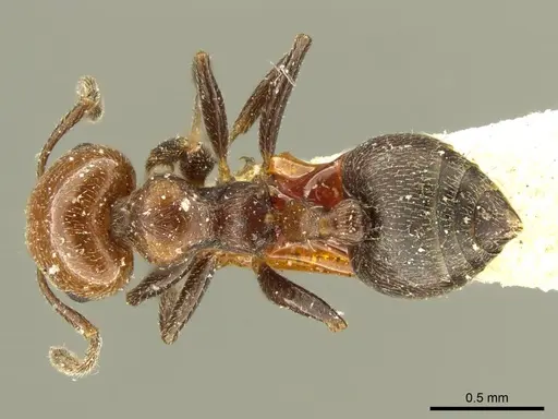 Crematogaster torosa specimen CASENT0919709 image casent0919709_1