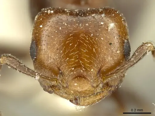 Crematogaster torosa specimen CASENT0919709 image casent0919709_2
