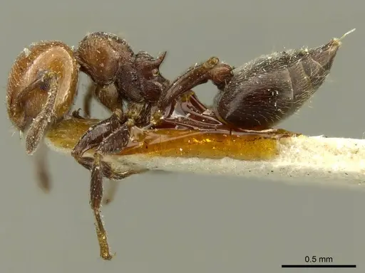 Crematogaster torosa specimen CASENT0919709 image casent0919709_3