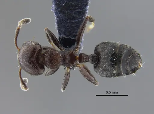 Crematogaster torosa specimen CBUMAGENT41928 image cbumagent41928_1