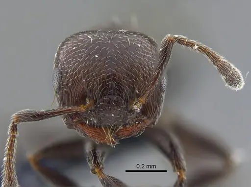 Crematogaster torosa specimen CBUMAGENT41928 image cbumagent41928_2