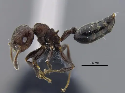 Crematogaster torosa specimen CBUMAGENT41928 image cbumagent41928_3