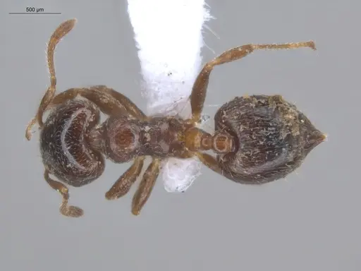 Crematogaster torosa specimen ECOFOG-MI15-0164-25 image ecofog-mi15-0164-25_1