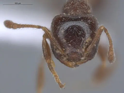 Crematogaster torosa specimen ECOFOG-MI15-0164-25 image ecofog-mi15-0164-25_2