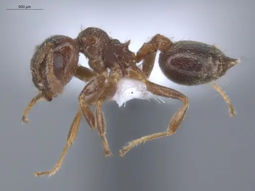 Crematogaster torosa specimen ECOFOG-MI15-0164-25 image ecofog-mi15-0164-25_3