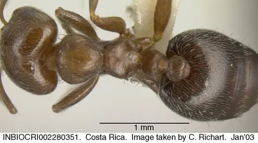 Crematogaster torosa specimen INBIOCRI002280351 image inbiocri002280351_1