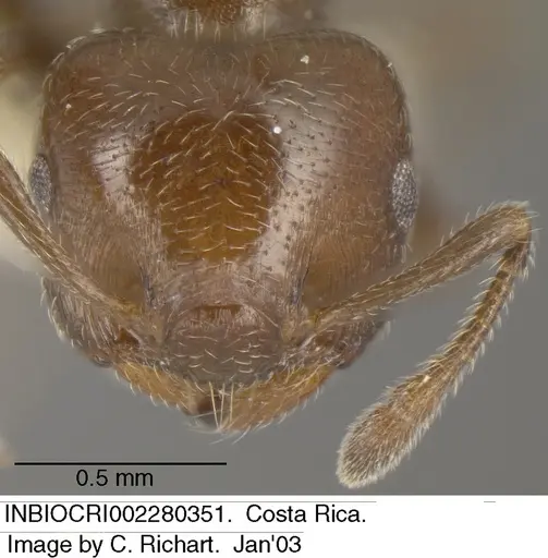 Crematogaster torosa specimen INBIOCRI002280351 image inbiocri002280351_2