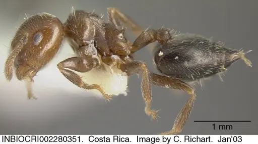 Crematogaster torosa specimen INBIOCRI002280351 image inbiocri002280351_3
