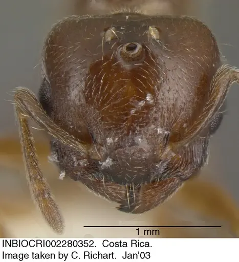 Crematogaster torosa specimen INBIOCRI002280352 image inbiocri002280352_1