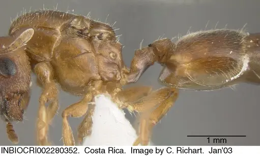 Crematogaster torosa specimen INBIOCRI002280352 image inbiocri002280352_2