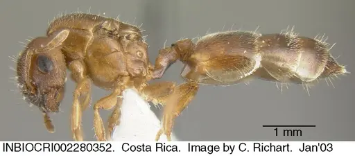 Crematogaster torosa specimen INBIOCRI002280352 image inbiocri002280352_3